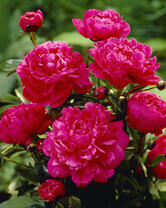 Без бренда «2KMB-4036» в Подольске