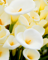 Без бренда «Белые каллы» в Подольске