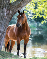 Без бренда «Лошадь у дерева» в Подольске