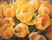 Красивые жёлтые тюльпаны