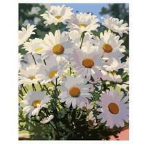 Букет солнечных ромашек