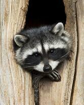 Без бренда «Енот в дупле» в Подольске