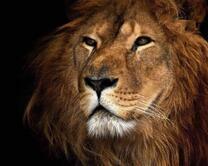 Большой мудрый лев