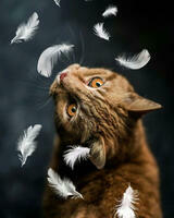 Без бренда «Кот среди перышек» в Подольске