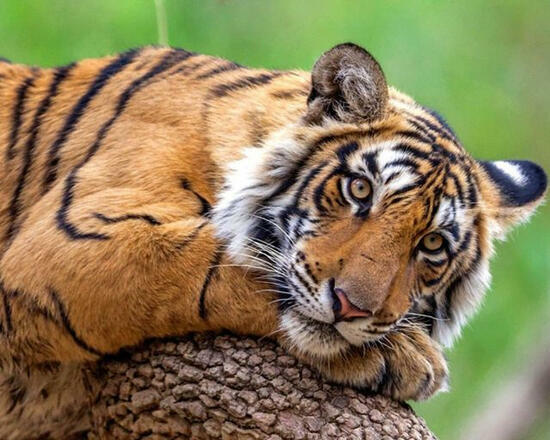 Алмазная мозаика 40x50 Мечтающий тигр на дереве