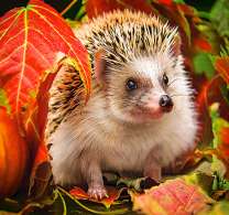 Молодой еж в осеннем лесу