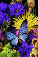 Без бренда «Голубая бабочка на цветущих хризантемах» в Подольске в интернет-магазине Без бренда «Голубая бабочка на цветущих хризантемах» в Подольске