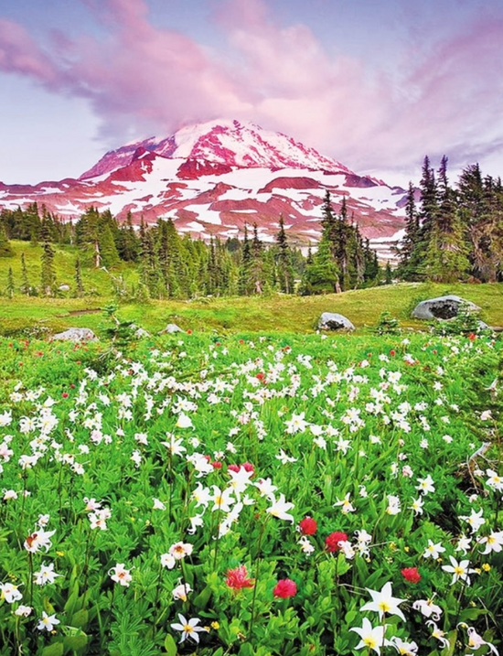Алмазная мозаика 40x50 Цветочная поляна на фоне заснеженной горы