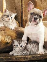 Без бренда «Милый щенок французского бульдога и два котёнка» в Подольске