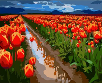 Поле ярких красных тюльпанов