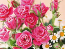 Без бренда «Букет розовых роз и ромашки» в Подольске
