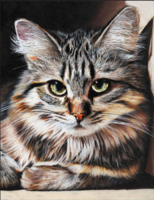 Без бренда «Маленькая серая кошечка» в Подольске в интернет-магазине Без бренда «Маленькая серая кошечка» в Подольске