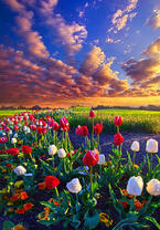 Без бренда «Поле тюльпанов под облачным небом» в Подольске